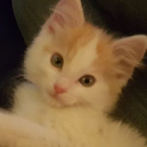 Meet your Posher, Donna